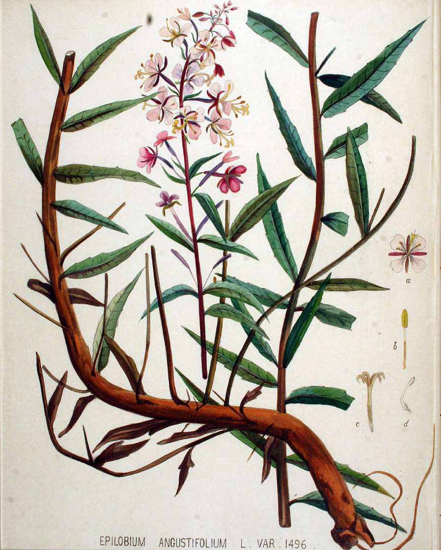 Illustration Epilobium angustifolium, Par Kops et al. J. (Flora Batava, vol. 19: t. 1496, 1895), via plantillustrations 