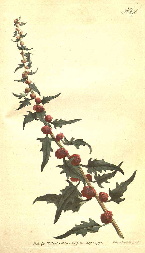 Illustration Chenopodium foliosum, Par Botanical Magazine (vol. 8: t. 276, 1794), via plantillustrations 