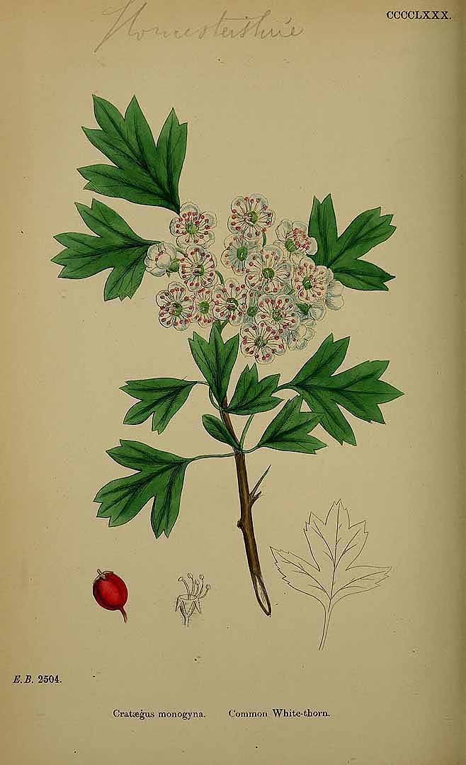 Illustration Crataegus monogyna, Par Sowerby J.E. (English Botany, or Coloured Figures of British Plants, 3th ed., vol. 3: t. 480, 1864), via plantillustrations 