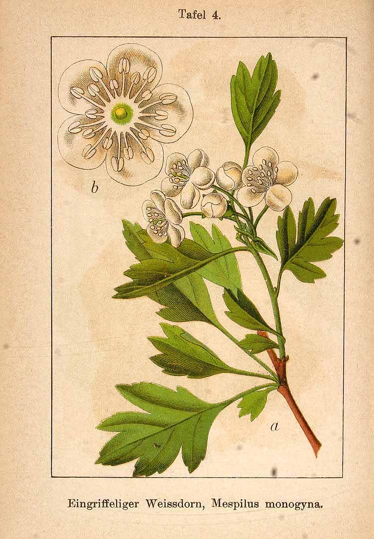 Illustration Crataegus monogyna, Par Krause E.H.L. & Sturm J. & Lutz K.G. (Flora von Deutschland in Abbildungen nach der Natur, Zweite auflage, vol. 8: t. 4, 1904), via plantillustrations 