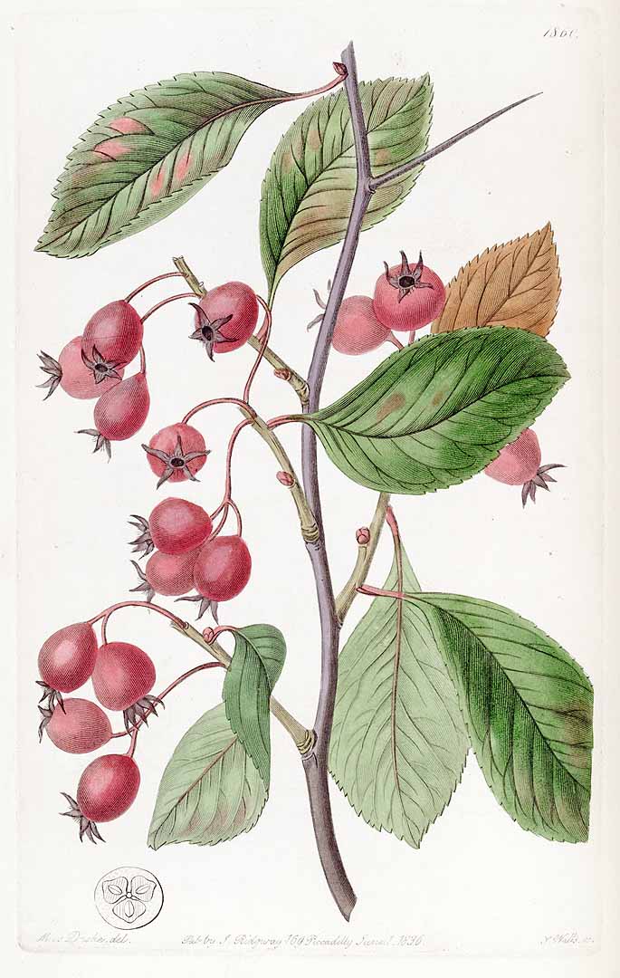 Illustration Crataegus crus-galli, Par Edwards´s Botanical Register (vol. 22: t. 1860, 1836), via plantillustrations 