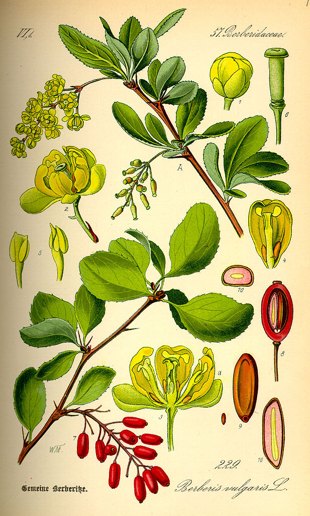 Illustration Berberis vulgaris, Par Otto Wilhelm Thomé (Flora von Deutschland, Österreich und der Schweiz, 1885), via wikimedia 