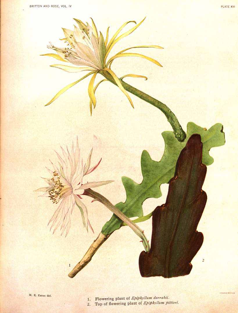 Illustration Epiphyllum anguliger, Par Britton N.L., Rose J.N. (The Cactaceae, vol. 4: t. 16, 1923) [M.E. Eaton], via plantillustrations 