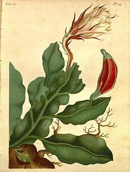 Illustration Epiphyllum oxypetalum, Par Candolle A.P. de (Revue de la famille des Cactées, t. 14, 1829), via plantillustrations 