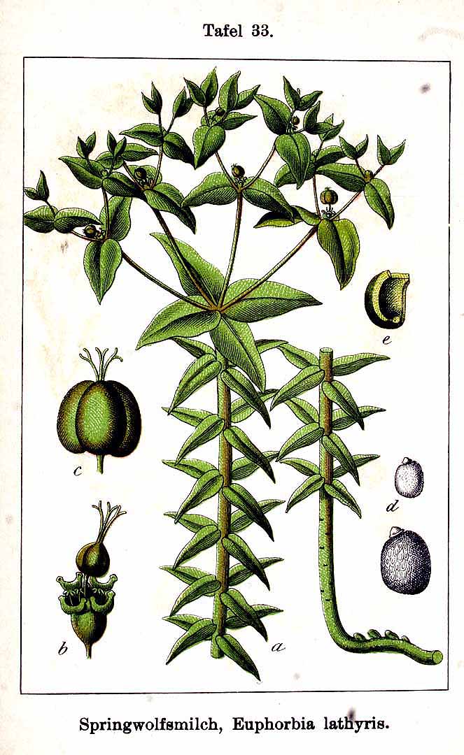 Illustration Euphorbia lathyris, Par Krause E.H.L., Sturm J., Lutz K.G. (Flora von Deutschland in Abbildungen nach der Natur, Zweite auflage, vol. 7: t. 33, 1902), via plantillustrations 