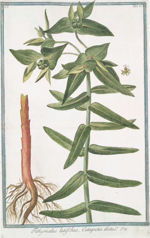 Illustration Euphorbia lathyris, Par Hortus Romanus juxta Systema Tournefortianum (vol. 1: t. 21, 1783-1816), via plantillustrations 
