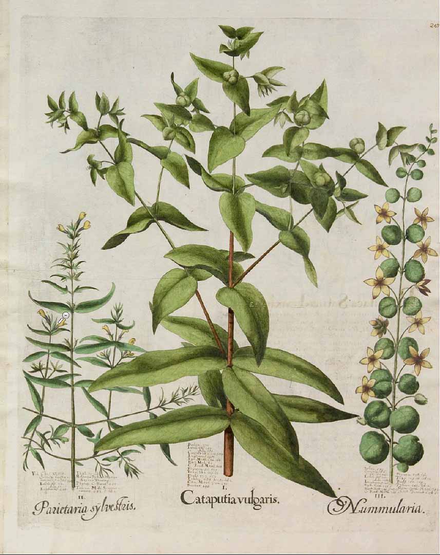 Illustration Euphorbia lathyris, Par Bessler Basilius (Hortus Eystettensis, vol. 3: Undecimus ordo cellectarum plantarum aestivalium, t. 287, fig. I, 1613), via plantillustrations 