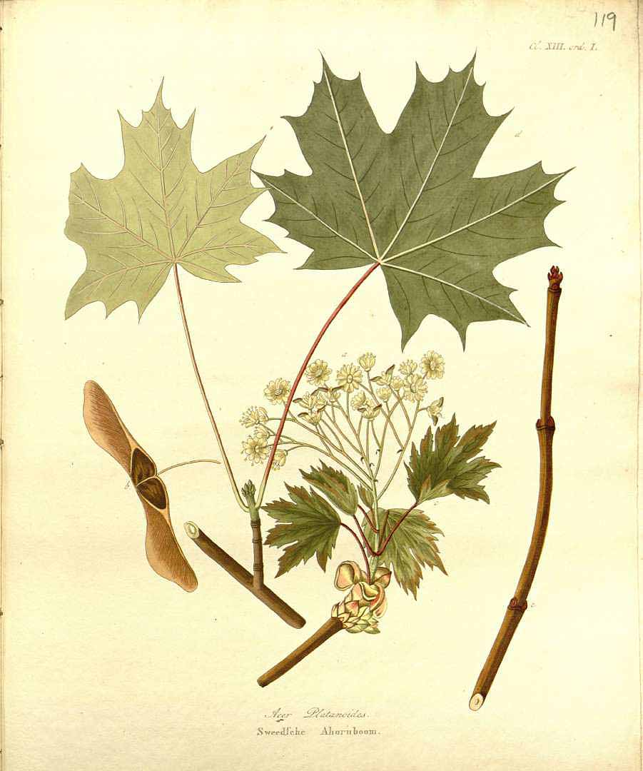 Illustration Acer platanoides, Par Krauss J.C. (Afbeeldingen der fraaiste, meest uitheemsche boomen en heesters, t. 119, 1840), via plantillustrations 