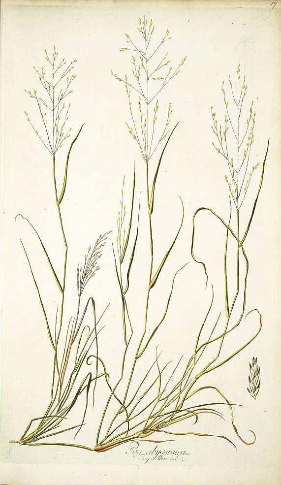 Illustration Eragrostis tef, Par Jacquin, N.J. von, Icones plantarum rariorum (1781-1793) Icon. Pl. Rar. vol. 1 (1781), via plantillustrations 