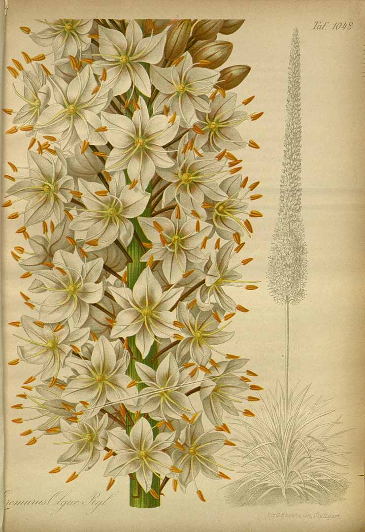 Illustration Eremurus olgae, Par Regel, E.A. von, Gartenflora (1852-1938) Gartenflora vol. 30 (1881) t. 1048, via plantillustrations 