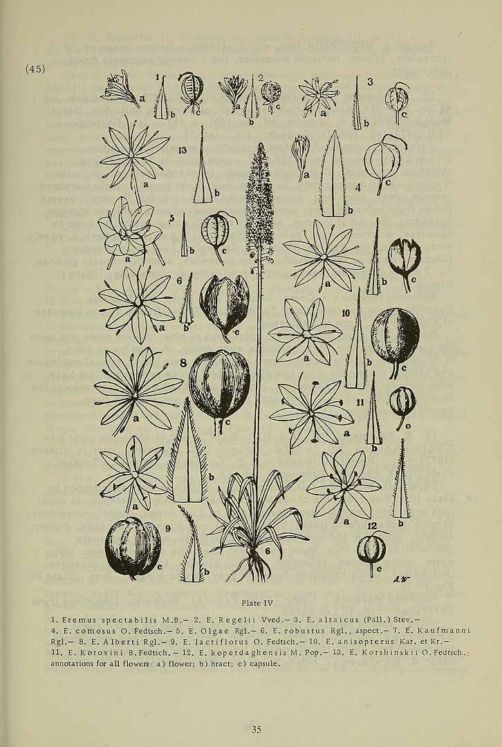 Illustration Eremurus olgae, Par Komarov (Komorov), V.L., Flora of the U.S.S.R. (1934-1964) Fl. URSS vol. 4 t. 4 p. 45 f. 5, via plantillustrations 