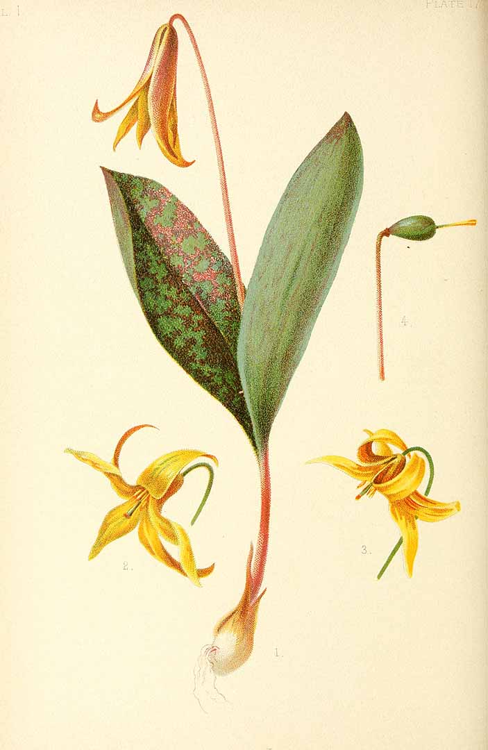 Illustration Erythronium americanum, Par Meehan, T., native flowers and ferns of the United States (1878-1879) Native Fl. Ferns U.S. vol. 1 t. 17	p. 65 , via plantillustrations 