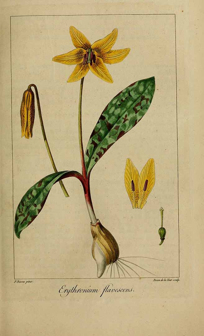 Illustration Erythronium americanum, Par Delaunay, M., Loiseleur-Deslongchamps, J.L.A., Herbier général de l?amateur (1814-1827) Herb. Gén. Amat. vol. 1 (1816) [tt. 1-72] t. 51, via plantillustrations 