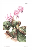 Illustration Erythronium japonicum, Par Curtis, W., et al., Curtis?s Botanical Magazine, ser. 2 (1984-2021) Bot. Mag., ser. 2 vol. 18 (2001) t. 411, via plantillustrations 