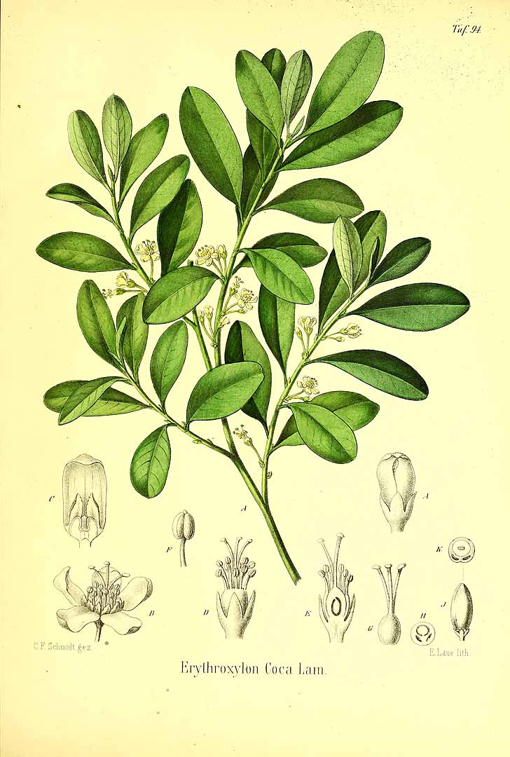 Illustration Erythroxylum coca, Par Berg, O.C., Schmidt, C.F., Atlas der officinellen Pflanzen (1893-1902) Atlas. Off. Pfl. vol. 2 (1894) t. 94, via plantillustrations 