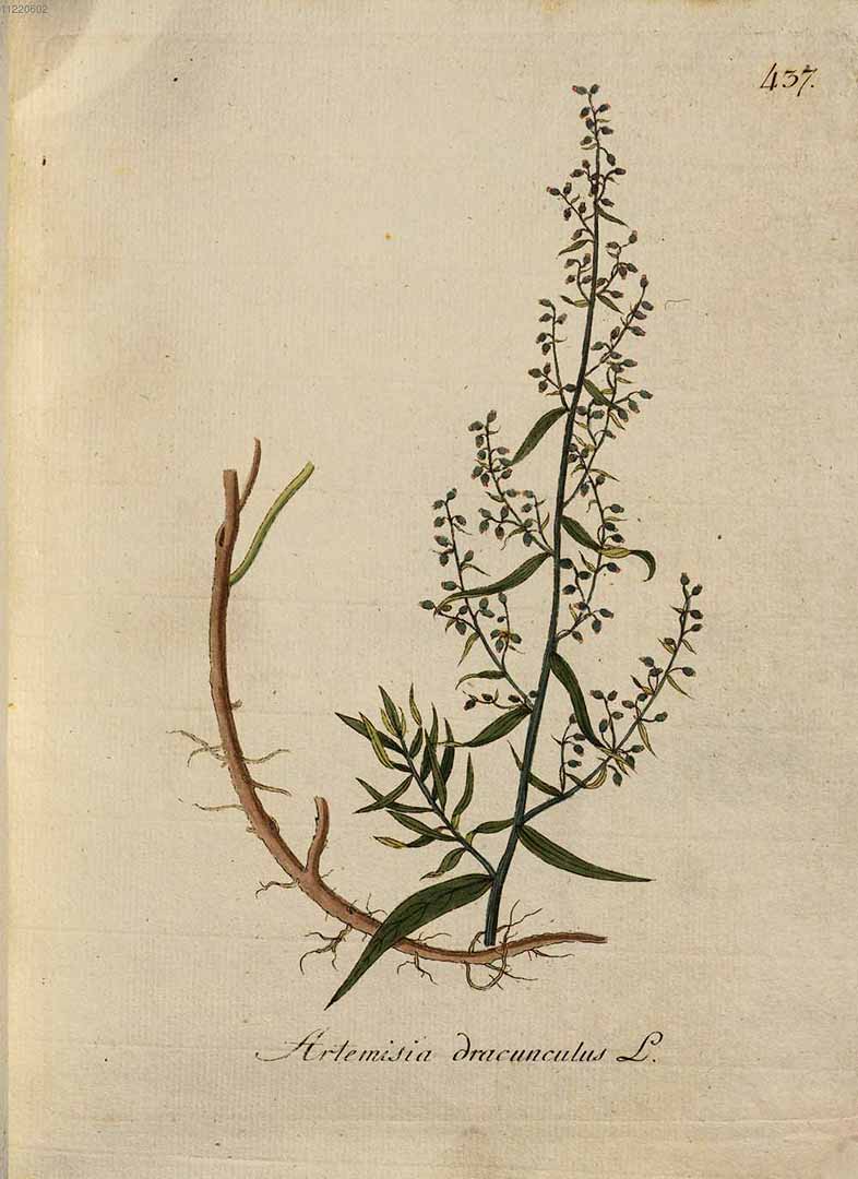 Illustration Artemisia dracunculus var. sativa, Par Kerner, J.S., Abbildungen aller ökonomischen Pflanzen (1786-1798) Abbild. Oekon. Pfl., via plantillustrations 