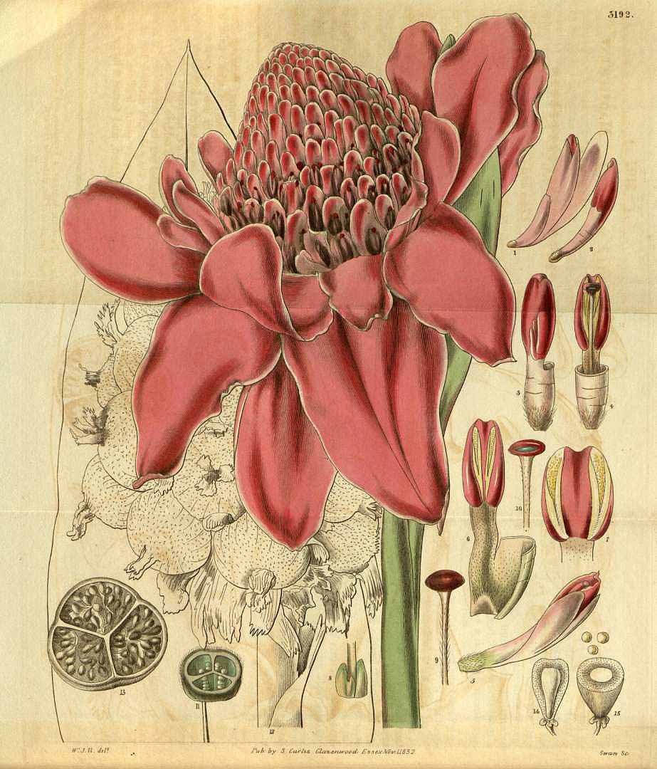 Illustration Etlingera elatior, Par Curtis´s Botanical Magazine (vol. 59 [ser. 2, vol. 6]: t. 3192, 1832) [W.J.H.], via plantillustrations 