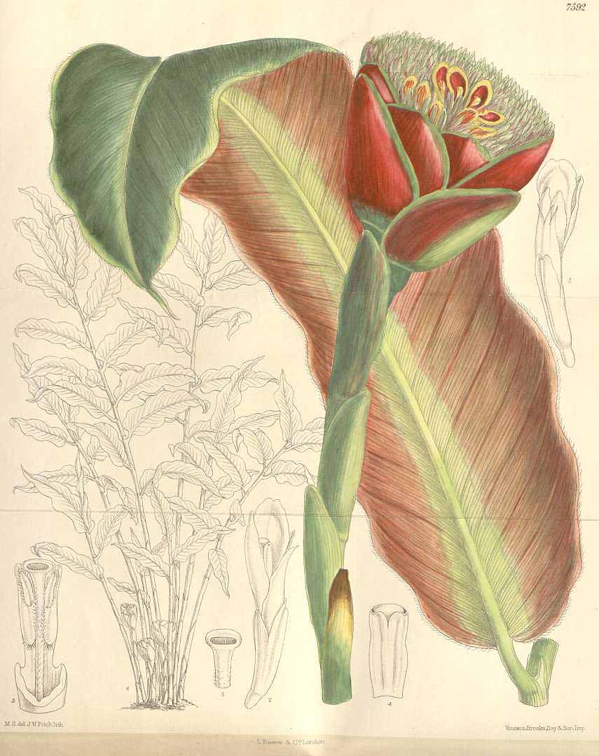 Illustration Etlingera hemisphaerica, Par Curtis´s Botanical Magazine (vol. 124 [ser. 3, vol. 54]: t. 7592, 1898) [M. Smith], via plantillustrations 