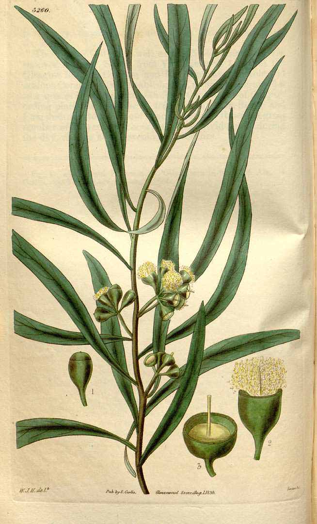 Illustration Eucalyptus amygdalina, Par Curtis´s Botanical Magazine (vol. 60 [ser. 2, vol. 7]: t. 3260, 1833) [W.J.H.], via plantillustrations 