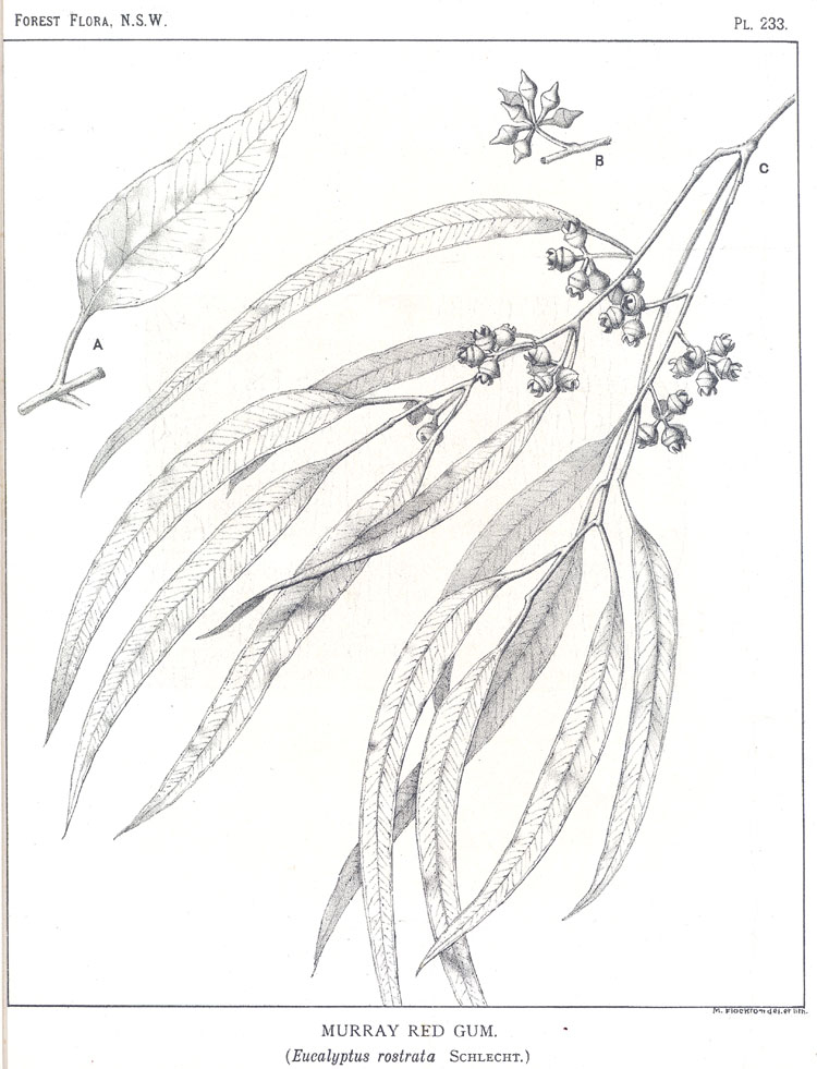 Illustration Eucalyptus camaldulensis, Par Maiden J.H. (Forest Flora of New South Wales, vol. 7: t. 233, 1917-1921) [M. Flockton], via plantillustrations 