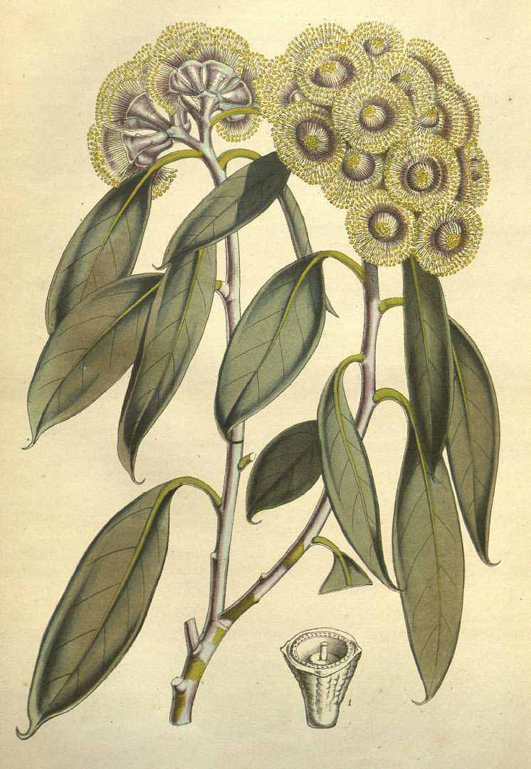 Illustration Eucalyptus coccifera, Par Houtte L. van (Flore des serres et des jardin de l´Europe, vol. 7: t. 736, 1852), via plantillustrations 