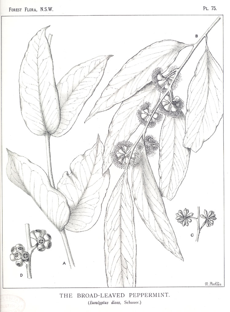 Illustration Eucalyptus dives, Par Maiden J.H. (Forest Flora of New South Wales, vol. 2: t. 75, 1904-1905) [M. Flockton], via plantillustrations 