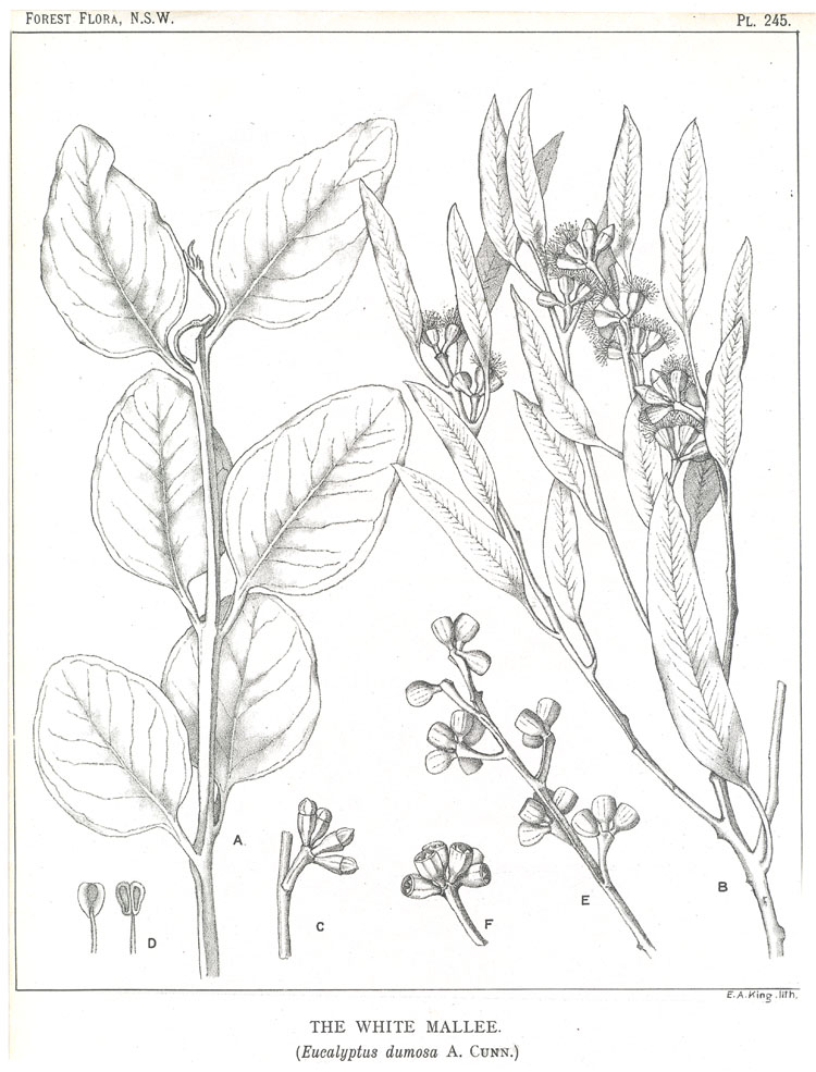Illustration Eucalyptus dumosa, Par Maiden J.H. (Forest Flora of New South Wales, vol. 7: t. 245, 1917-1921) [n.a.], via plantillustrations 