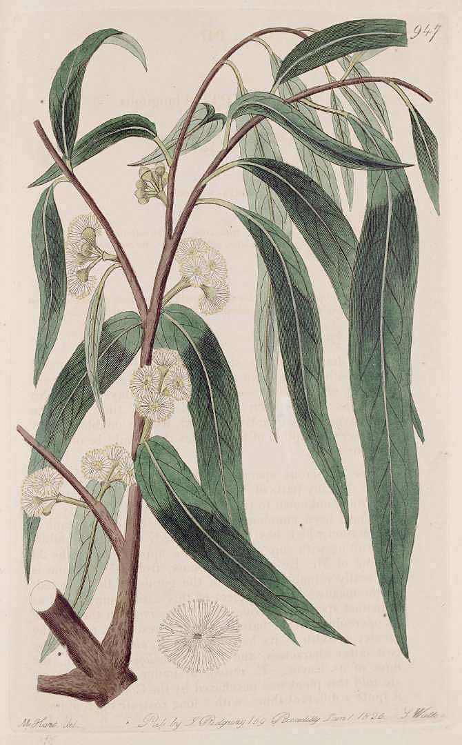 Illustration Eucalyptus elata, Par Botanical Register (vol. 11: t. 947, 1825), via plantillustrations 