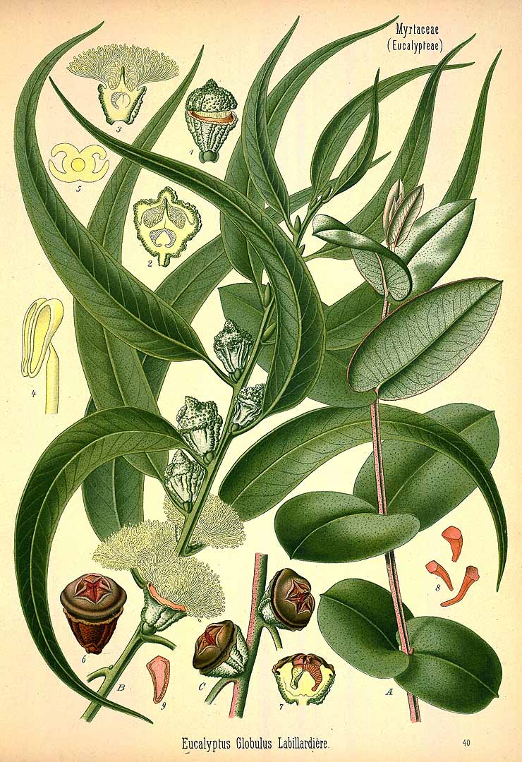 Illustration Eucalyptus globulus, Par Köhler F.E. (Medizinal Pflanzen, vol. 3: t. 40, 1890), via plantillustrations 