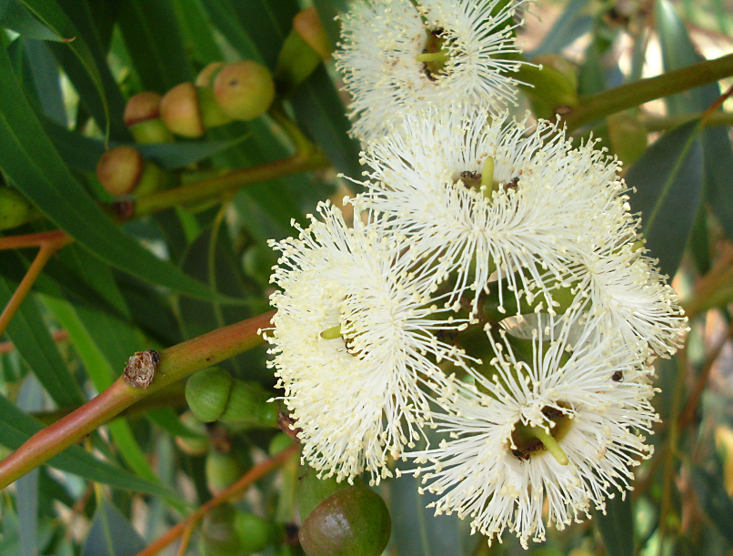 Illustration Eucalyptus gomphocephala, Par Lennix3, via flickr 