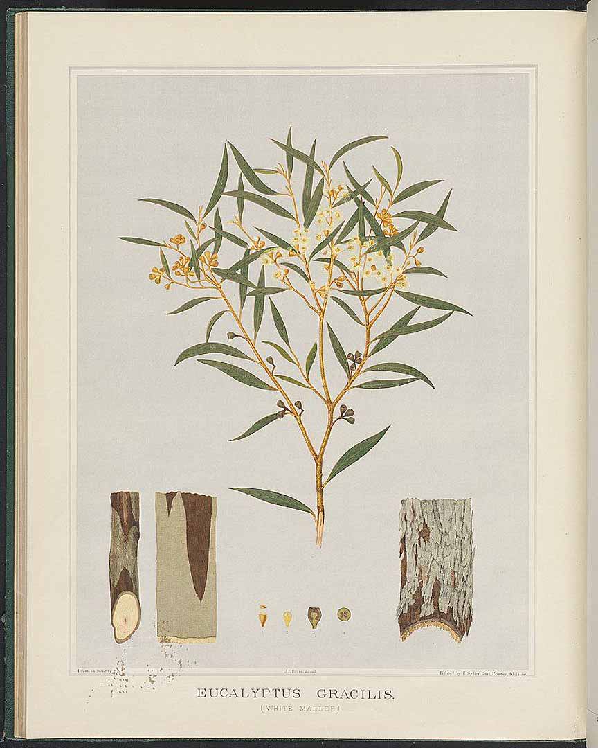 Illustration Eucalyptus gracilis, Par Brown, J.E., Forest flora South Australia (1882-1890) Forest Fl. S. Australia, via plantillustrations 
