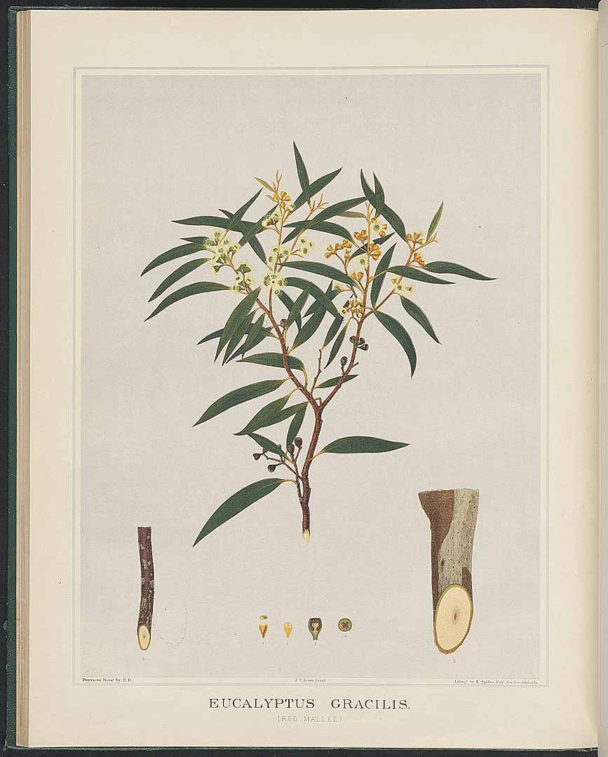 Illustration Eucalyptus gracilis, Par Brown, J.E., Forest flora South Australia (1882-1890) Forest Fl. S. Australia, via plantillustrations 
