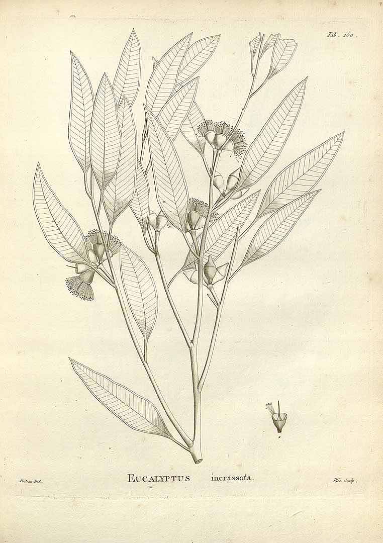 Illustration Eucalyptus incrassata, Par La Billardiere J.-J. Houton de (Novae Hollandiae platarum specimen, vol. 2: t. 150, 1804) [Poiteau], via plantillustrations 