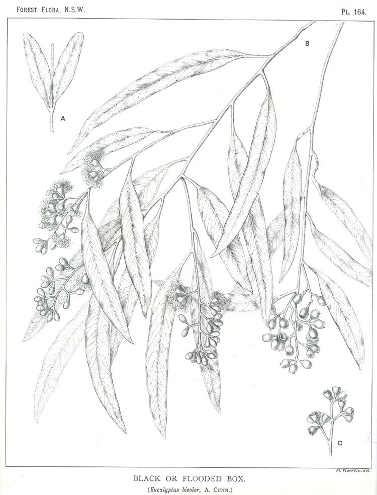 Illustration Eucalyptus largiflorens, Par Maiden J.H. (Forest Flora of New South Wales, vol. 5: t. 164, 1910-1912) [M. Flockton], via plantillustrations 