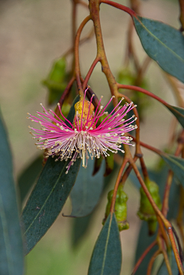 Illustration Eucalyptus loxophleba, Par Jordi's, via flickr 