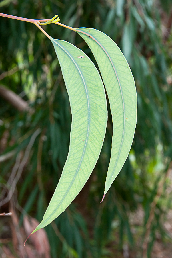 Illustration Eucalyptus loxophleba, Par Jordi's, via flickr 