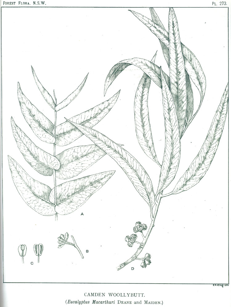 Illustration Eucalyptus macarthurii, Par Maiden J.H. (Forest Flora of New South Wales, vol. 8: t. 273, 1921-1924) [n.a.], via plantillustrations 