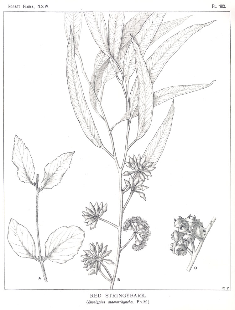 Illustration Eucalyptus macrorhyncha, Par Maiden J.H. (Forest Flora of New South Wales, vol. 3: t. 102, 1906-1907) [M. Flockton], via plantillustrations 