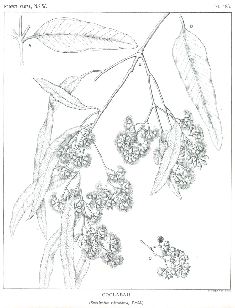 Illustration Eucalyptus microtheca, Par Maiden J.H. (Forest Flora of New South Wales, vol. 6: t. 195, 1913-1916) [M. Flockton], via plantillustrations 