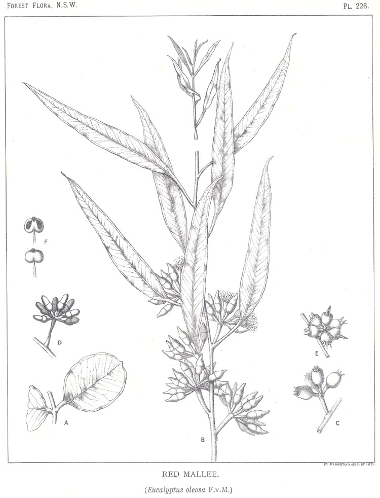 Illustration Eucalyptus oleosa, Par Maiden J.H. (Forest Flora of New South Wales, vol. 6: t. 226, 1913-1916) [M. Flockton], via plantillustrations 