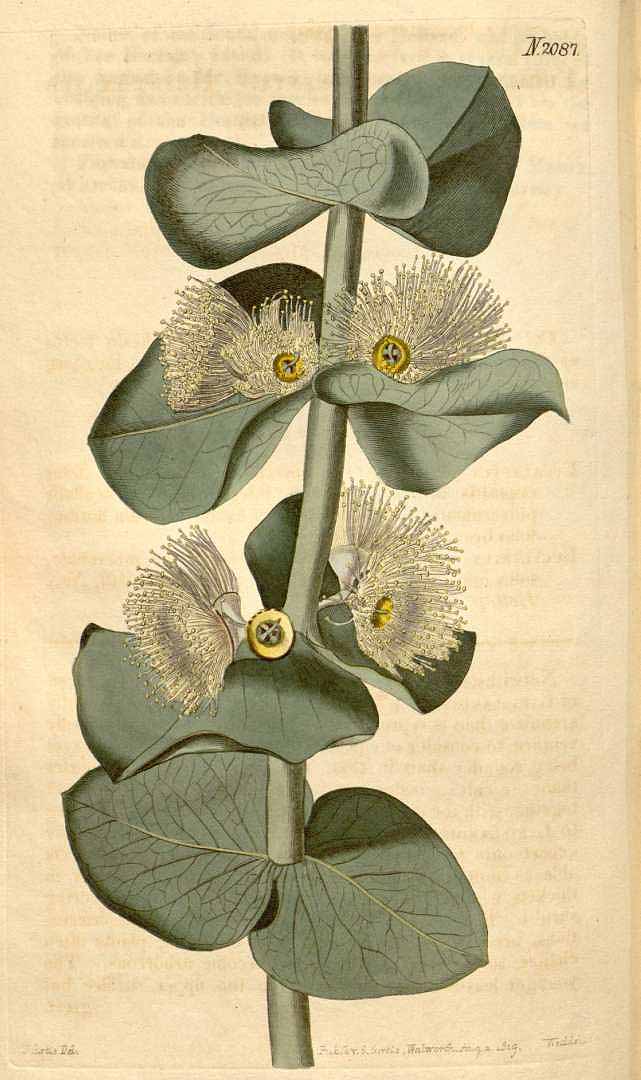 Illustration Eucalyptus pulverulenta, Par Curtis´s Botanical Magazine (vol. 46: t. 2087, 1819) [J. Curtis], via plantillustrations 