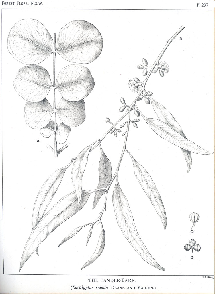 Illustration Eucalyptus rubida, Par Maiden J.H. (Forest Flora of New South Wales, vol. 7: t. 237, 1917-1921) [n.a.], via plantillustrations 