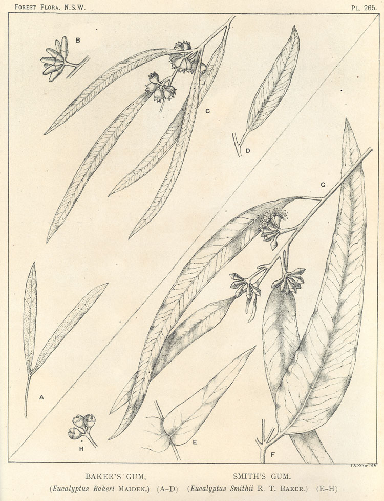 Illustration Eucalyptus smithii, Par Maiden J.H. (Forest Flora of New South Wales, vol. 7: t. 265, 1917-1921) [n.a.], via plantillustrations 