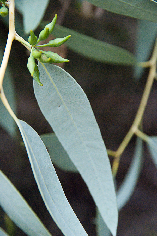 Illustration Eucalyptus socialis, Par Jordi's, via flickr 