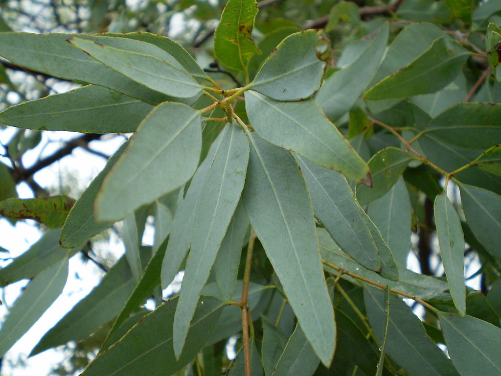Illustration Eucalyptus staigeriana, Par John Moss, via wikimedia 