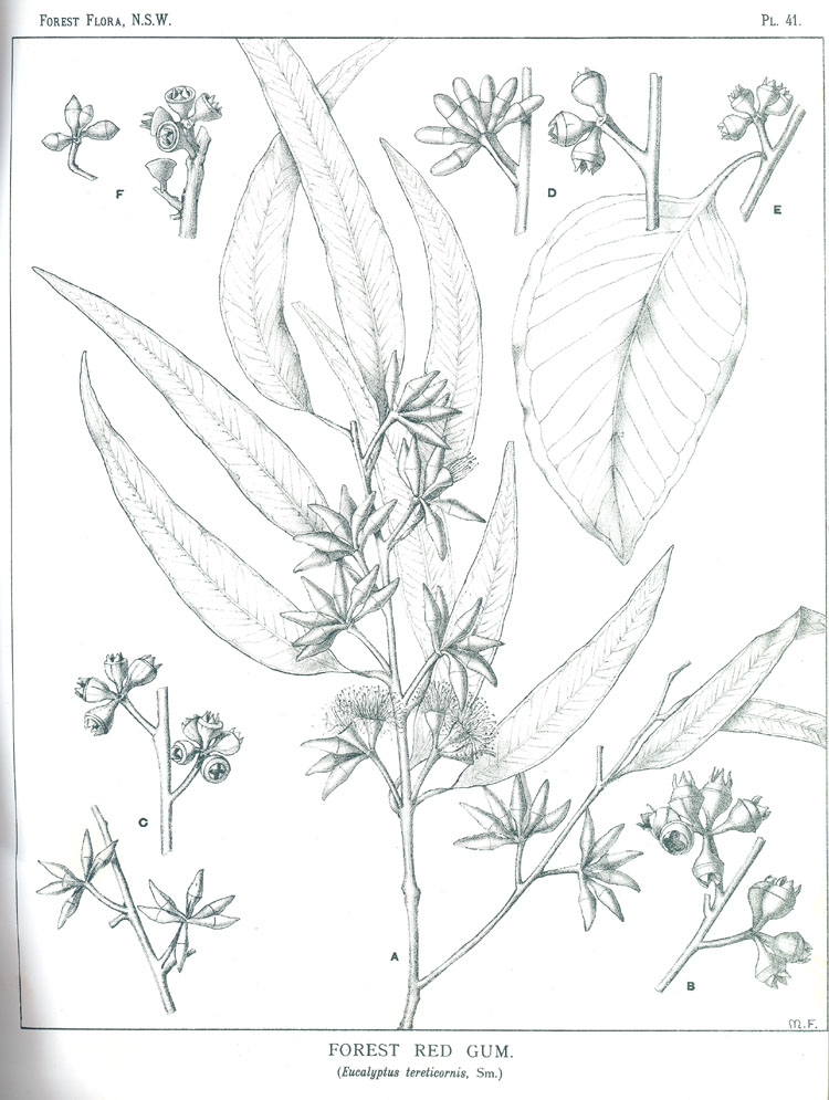 Illustration Eucalyptus tereticornis, Par Maiden J.H. (Forest Flora of New South Wales, vol. 2: t. 41, 1904-1905) [M. Flockton], via plantillustrations 