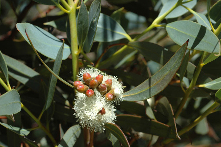 Illustration Eucalyptus uncinata, Par Kevin Thiele, via flickr 