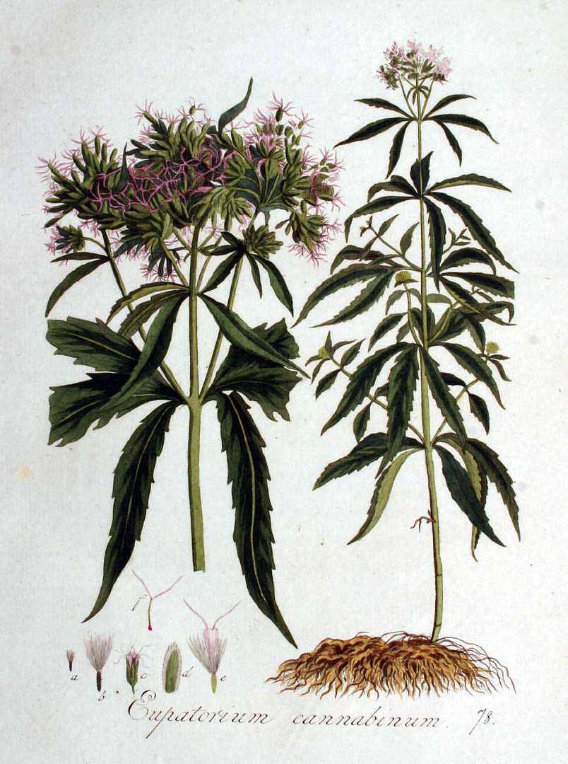 Illustration Eupatorium cannabinum, Par Kops et al. J. (Flora Batava, vol. 1: t. 78, 1800), via plantillustrations 