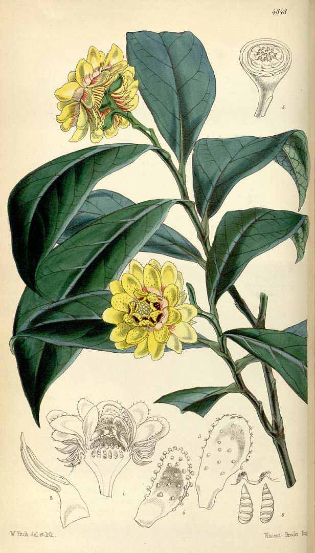 Illustration Eupomatia laurina, Par Curtis´s Botanical Magazine (vol. 81 [ser. 3, vol. 11]: t. 4848, 1855) [W.H. Fitch], via plantillustrations 