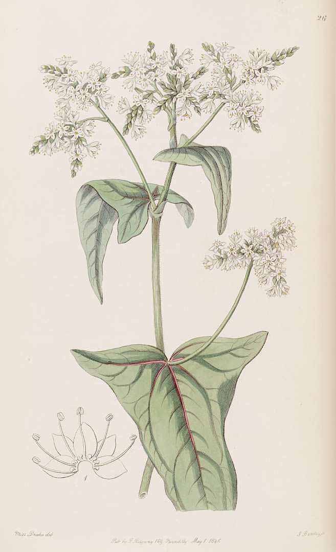 Illustration Fagopyrum acutatum, Par Lindley, J., Edwards?s Botanical Register (1829-1847) Edwards?s Bot. Reg. vol. 32 (1846) [tt. 1-69] t. 26, via plantillustrations 